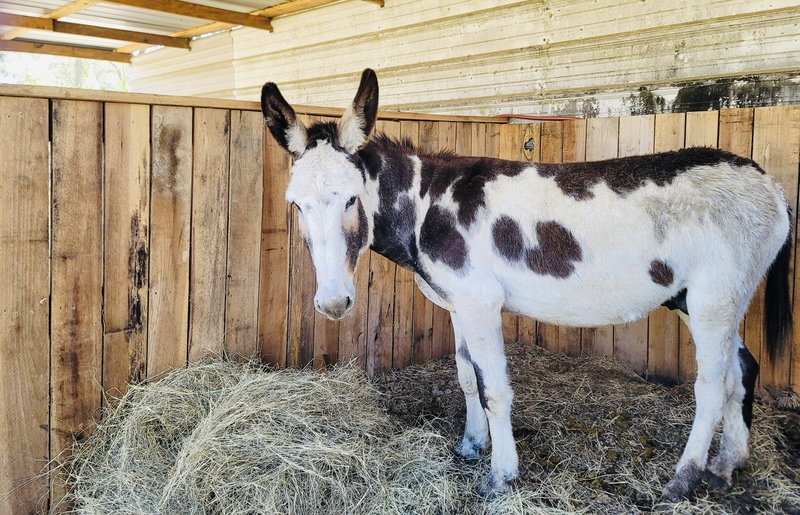 Elrod” Sweet Standard Guard Donkey For Sale in Colleton, South