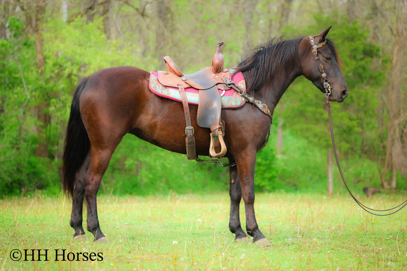 SUPER NICE REGISTERED BLACK MORGAN MARE, WELL TRAINED, SMART, EASY TO RIDE, AND FUN