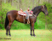 SUPER NICE REGISTERED BLACK MORGAN MARE, WELL TRAINED, SMART, EASY TO RIDE, AND FUN