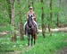 SUPER NICE REGISTERED BLACK MORGAN MARE, WELL TRAINED, SMART, EASY TO RIDE, AND FUN