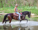 SUPER NICE REGISTERED BLACK MORGAN MARE, WELL TRAINED, SMART, EASY TO RIDE, AND FUN