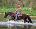 SUPER NICE REGISTERED BLACK MORGAN MARE, WELL TRAINED, SMART, EASY TO RIDE, AND FUN