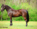 SUPER NICE REGISTERED BLACK MORGAN MARE, WELL TRAINED, SMART, EASY TO RIDE, AND FUN