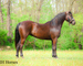 SUPER NICE REGISTERED BLACK MORGAN MARE, WELL TRAINED, SMART, EASY TO RIDE, AND FUN