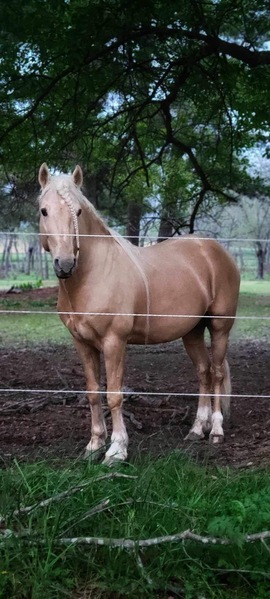 Stunning Palomino Stallion At Stud