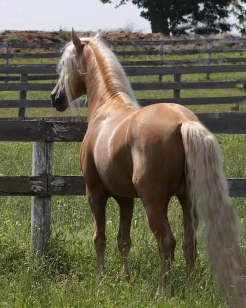 Stunning Palomino Stallion At Stud