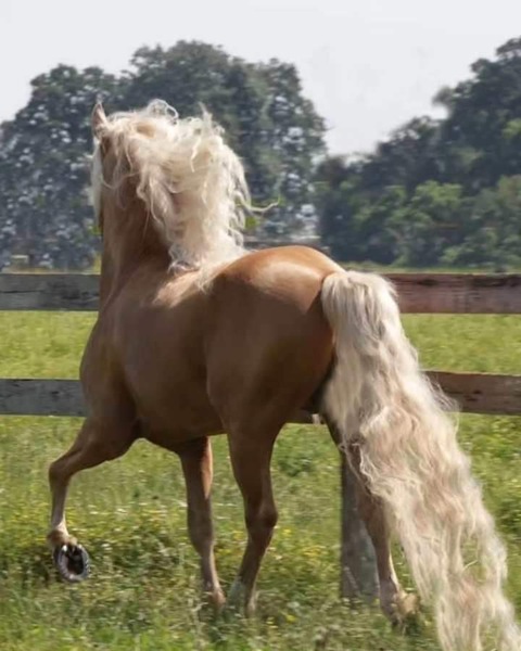 Stunning Palomino Stallion At Stud
