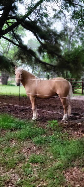 Stunning Palomino Stallion At Stud