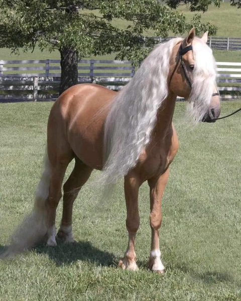 Stunning Palomino Stallion At Stud