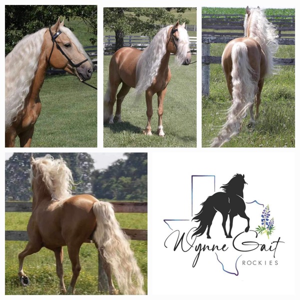 Stunning Palomino Stallion At Stud