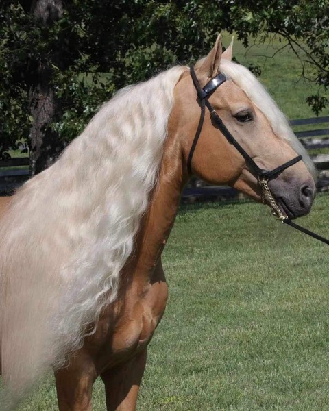 Stunning Palomino Stallion At Stud