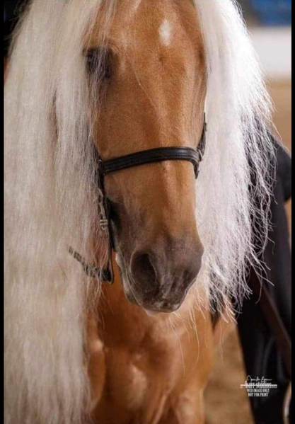 Stunning Palomino Stallion At Stud 