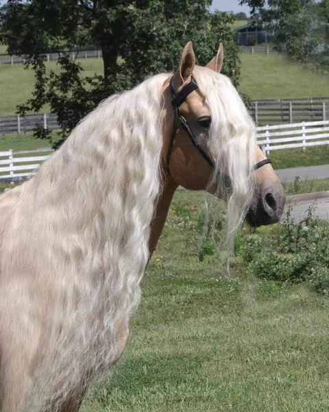 Stunning Palomino Stallion At Stud