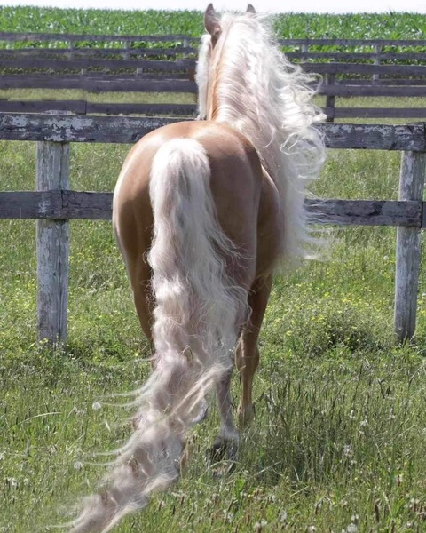 Stunning Palomino Stallion At Stud