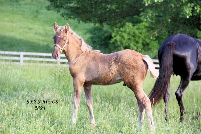 Stunning Palomino Stallion At Stud