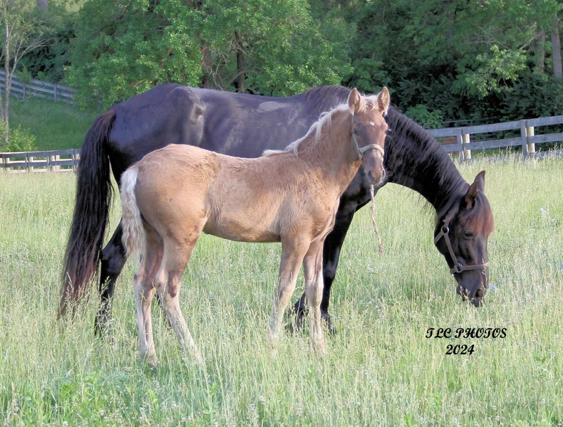 Stunning Palomino Stallion At Stud