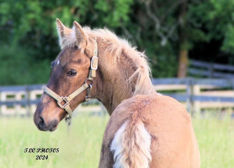 Stunning Palomino Stallion At Stud