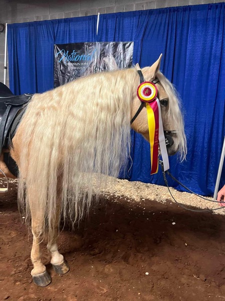 Stunning Palomino Stallion At Stud