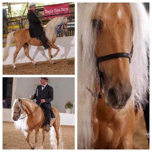 Stunning Palomino Stallion At Stud