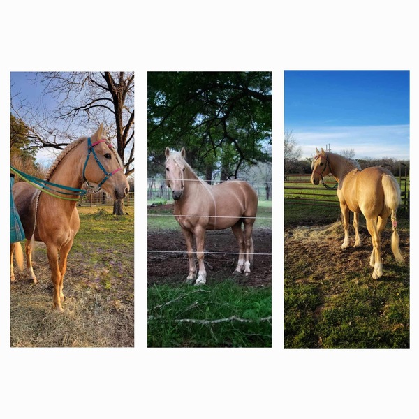 Stunning Palomino Stallion At Stud