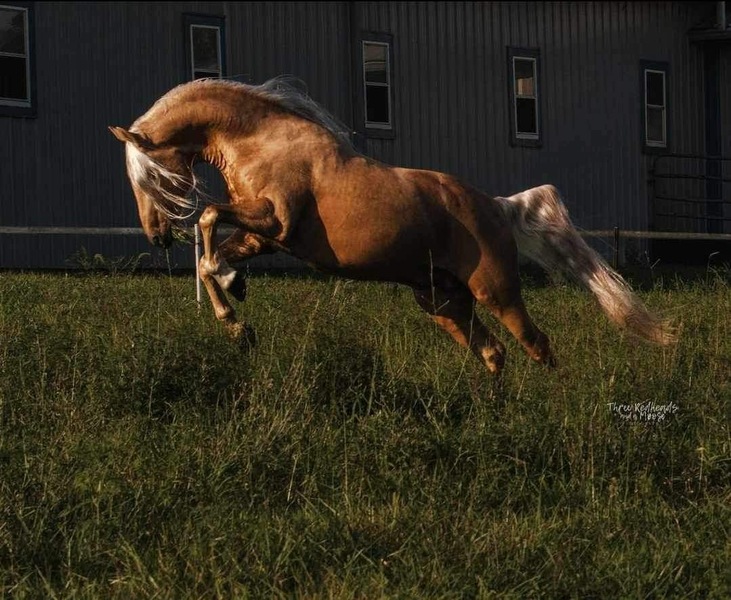 Stunning Palomino Stallion At Stud