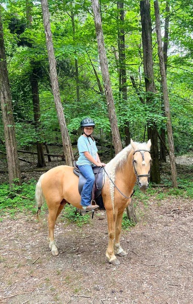 Stunning Palomino Stallion At Stud