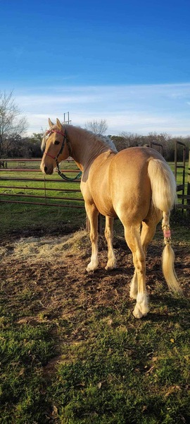 Stunning Palomino Stallion At Stud