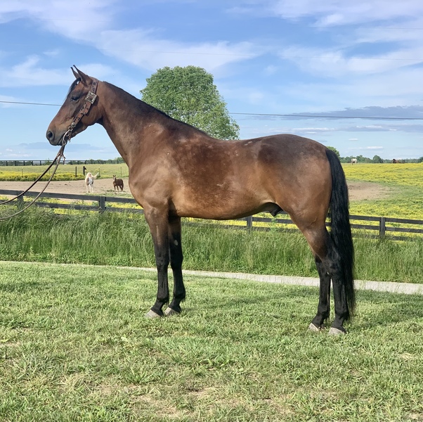 Awesome Trail Horse 