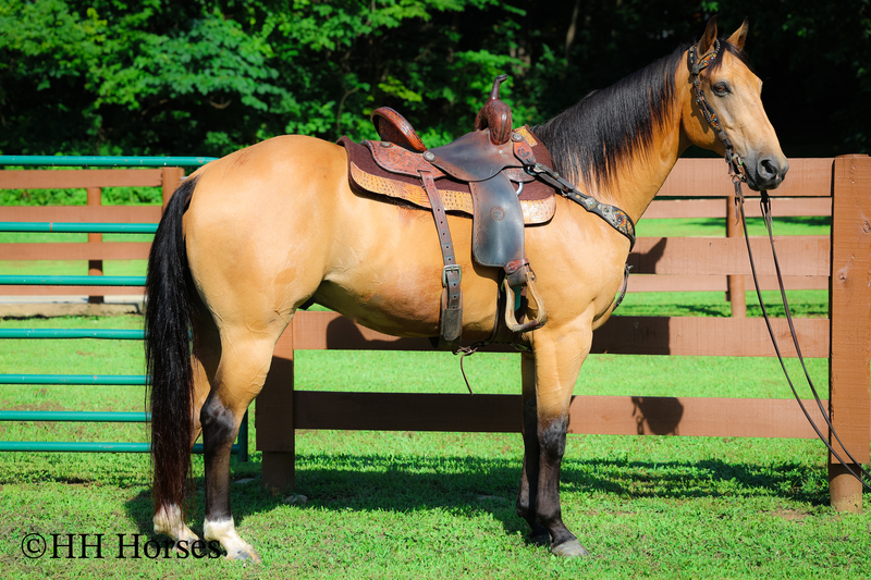 HANDSOME, GENTLE, SMOOTH TRAVELING, REGISTERED AQHA GOLDEN BUCKSKIN GELDING, TRAIL RIDES, RANCH WORK