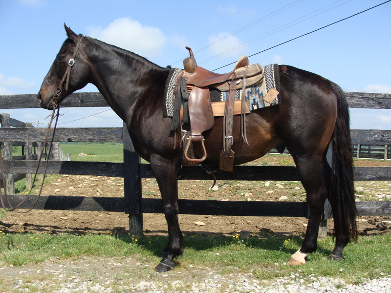 DARK BAY QUARTER HORSE GELDING, RANCH, TRAIL, ARENA For Sale in Fleming