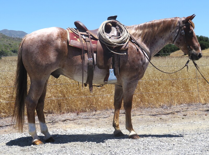 9 YEAR OLD 15 HAND RED ROAN GELDING +++VIDEO+++