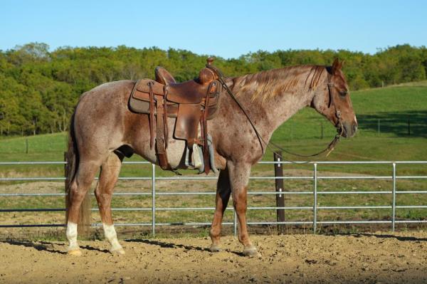 9 YEAR OLD 15 HAND RED ROAN GELDING +++VIDEO+++