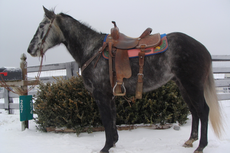 Paint Horses for Sale H&R Horses, Hillsboro
