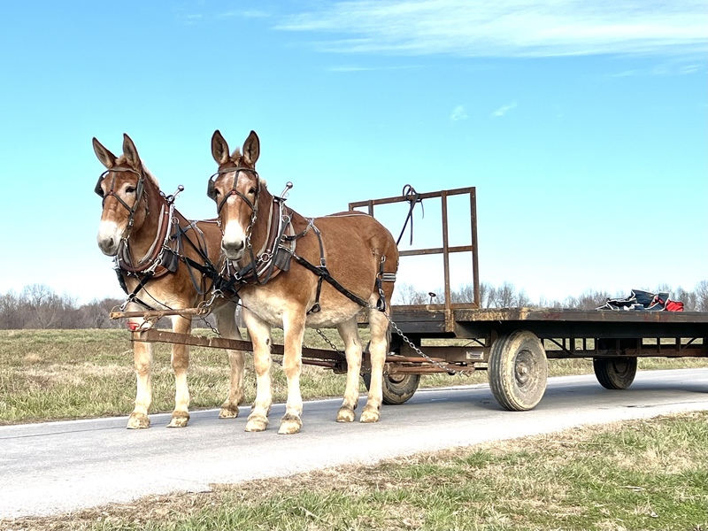 Draft Molly Mule Team 
