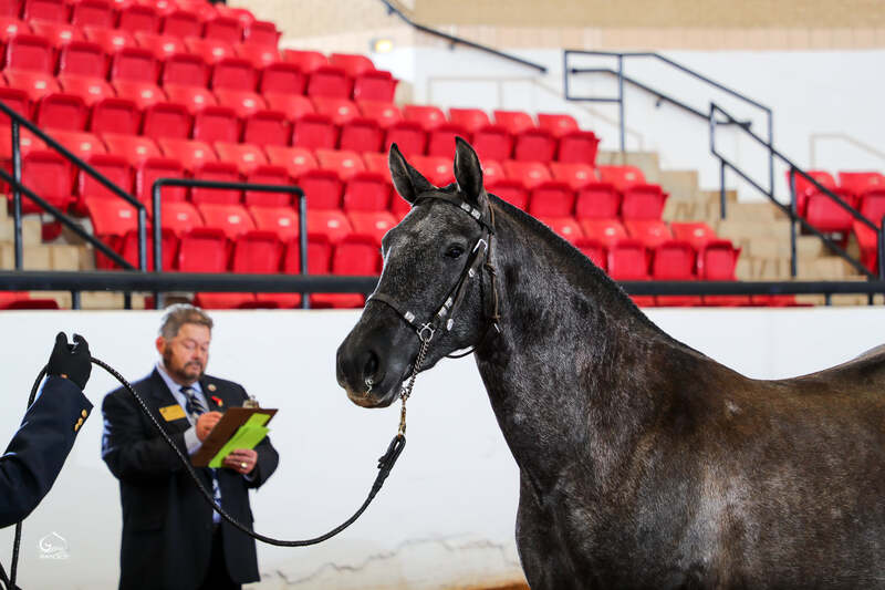 Luna de ORO II, ANCCE Approved PRE 2019 Gray Mare