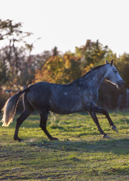 Luna de ORO II, ANCCE Approved PRE 2019 Gray Mare