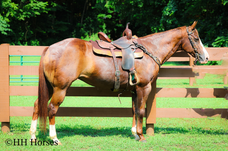 THICK MADE GENTLE REGISTERED APHA SORREL MARE, RANCH, TRAIL RIDE, ARENA WORK