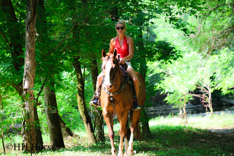THICK MADE GENTLE REGISTERED APHA SORREL MARE, RANCH, TRAIL RIDE, ARENA WORK