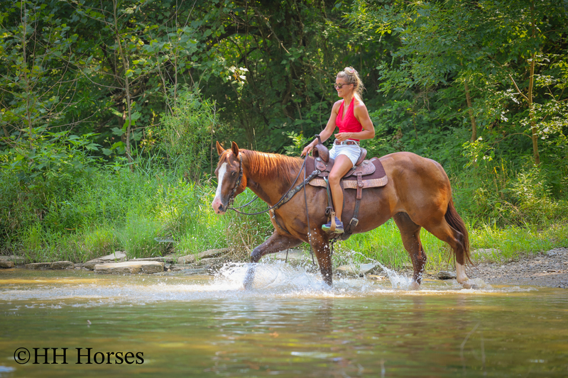 THICK MADE GENTLE REGISTERED APHA SORREL MARE, RANCH, TRAIL RIDE, ARENA WORK