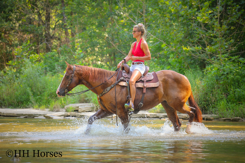 THICK MADE GENTLE REGISTERED APHA SORREL MARE, RANCH, TRAIL RIDE, ARENA WORK
