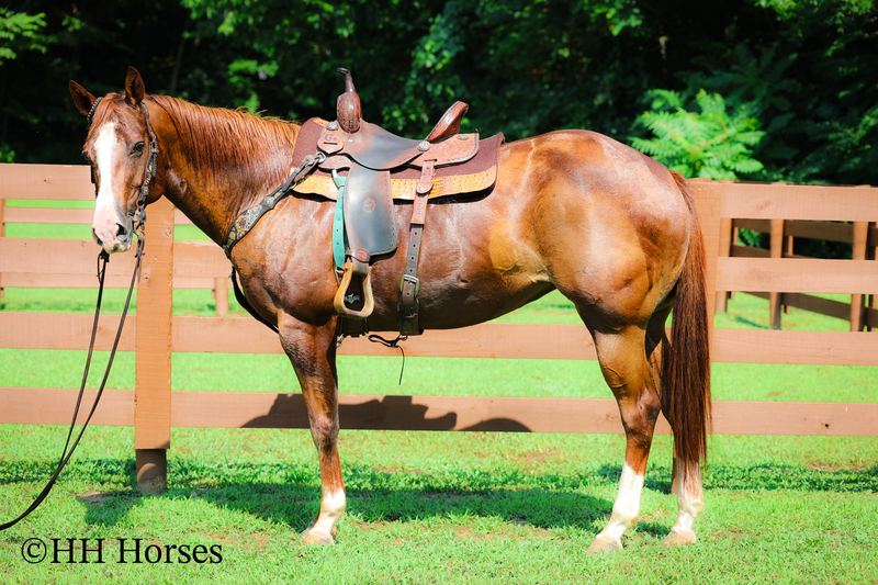 Available Horses For Sale |