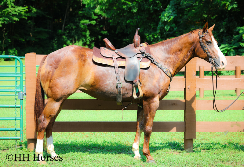 THICK MADE GENTLE REGISTERED APHA SORREL MARE, RANCH, TRAIL RIDE, ARENA WORK