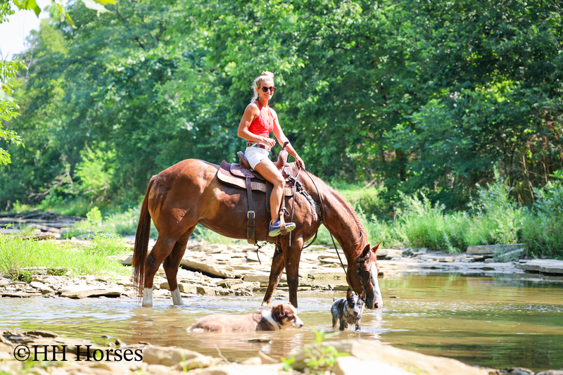 THICK MADE GENTLE REGISTERED APHA SORREL MARE, RANCH, TRAIL RIDE, ARENA WORK