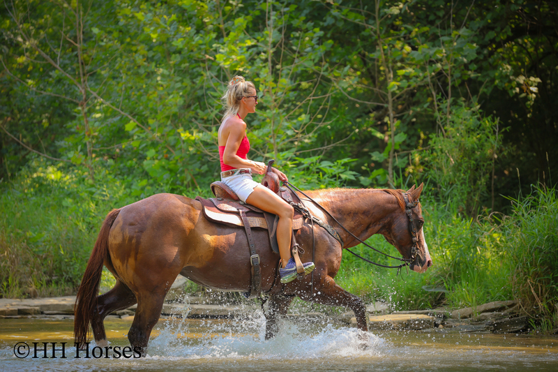 THICK MADE GENTLE REGISTERED APHA SORREL MARE, RANCH, TRAIL RIDE, ARENA WORK