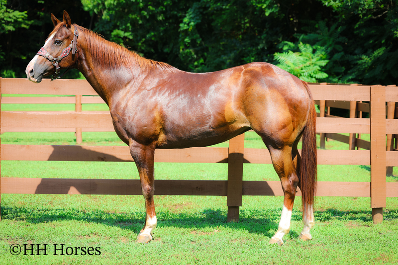 THICK MADE GENTLE REGISTERED APHA SORREL MARE, RANCH, TRAIL RIDE, ARENA WORK