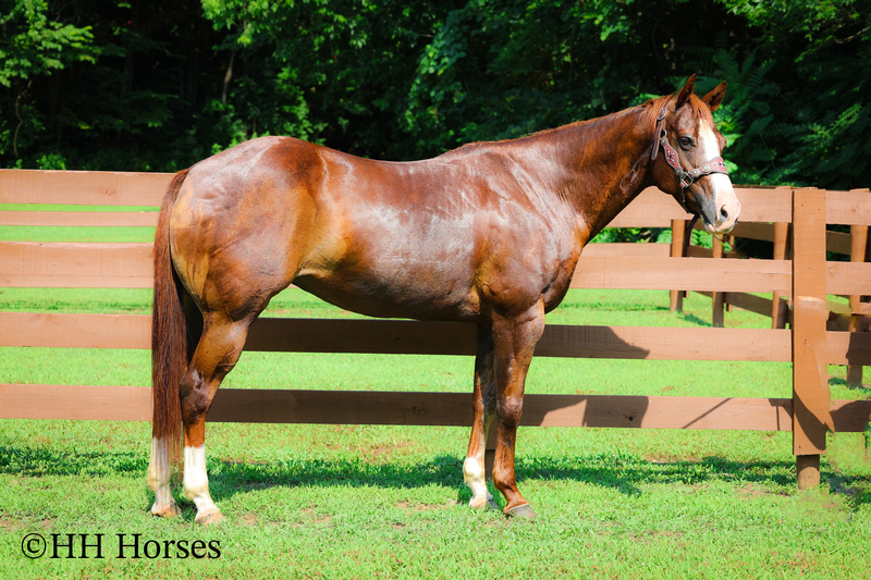 THICK MADE GENTLE REGISTERED APHA SORREL MARE, RANCH, TRAIL RIDE, ARENA WORK