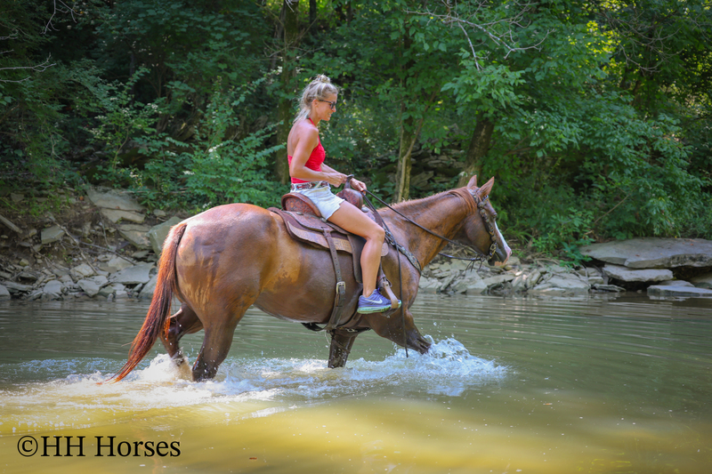 THICK MADE GENTLE REGISTERED APHA SORREL MARE, RANCH, TRAIL RIDE, ARENA WORK