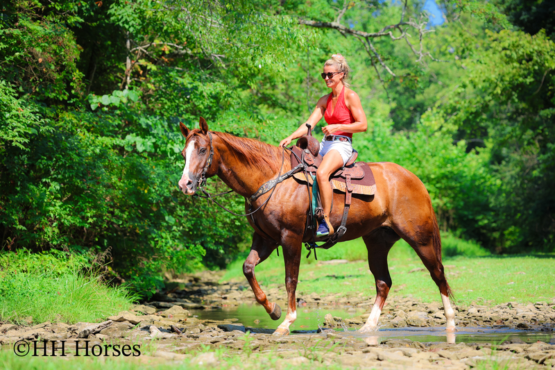 THICK MADE GENTLE REGISTERED APHA SORREL MARE, RANCH, TRAIL RIDE, ARENA WORK