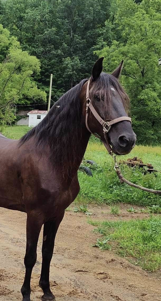 15 Hand Experienced Trail Horse