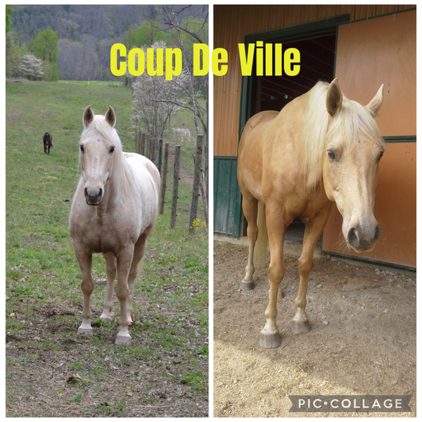 Sweet Beautiful Red Roan Gelding